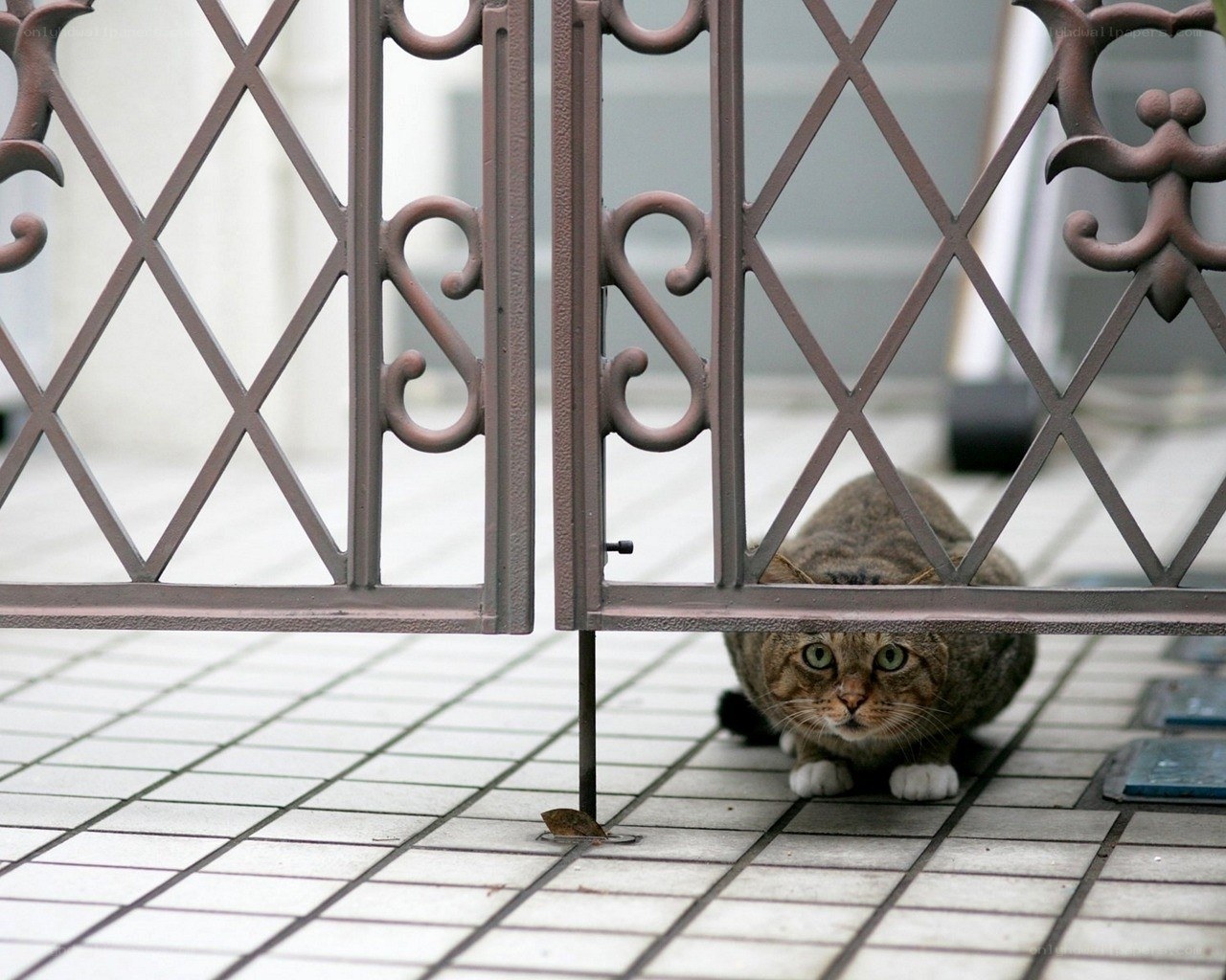cat hiding behind gate