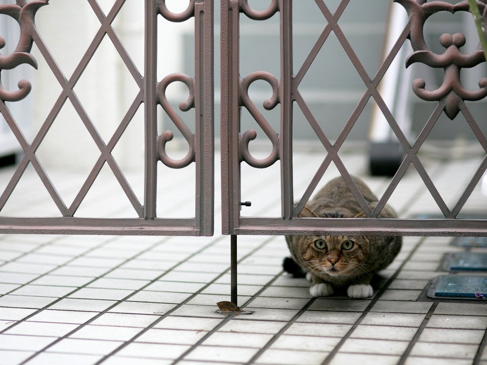 cat hiding behind gate