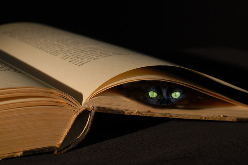 cat hiding in a book