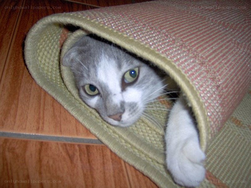 cat hiding in a mat