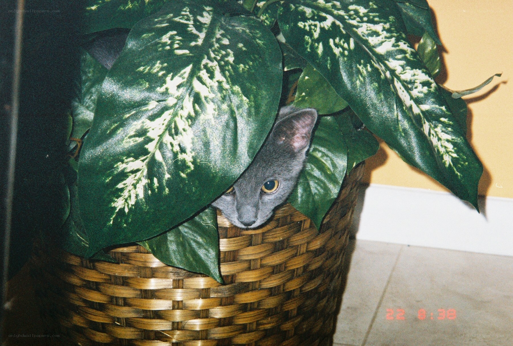 cat hiding in a plant