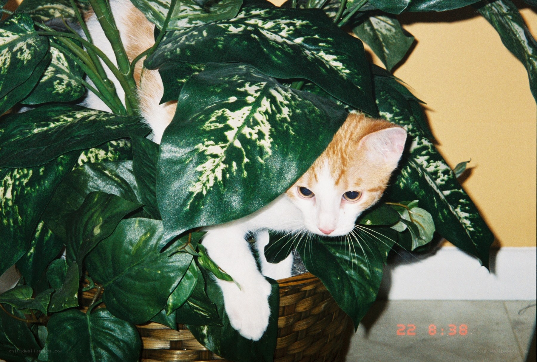 cat hiding in a plant