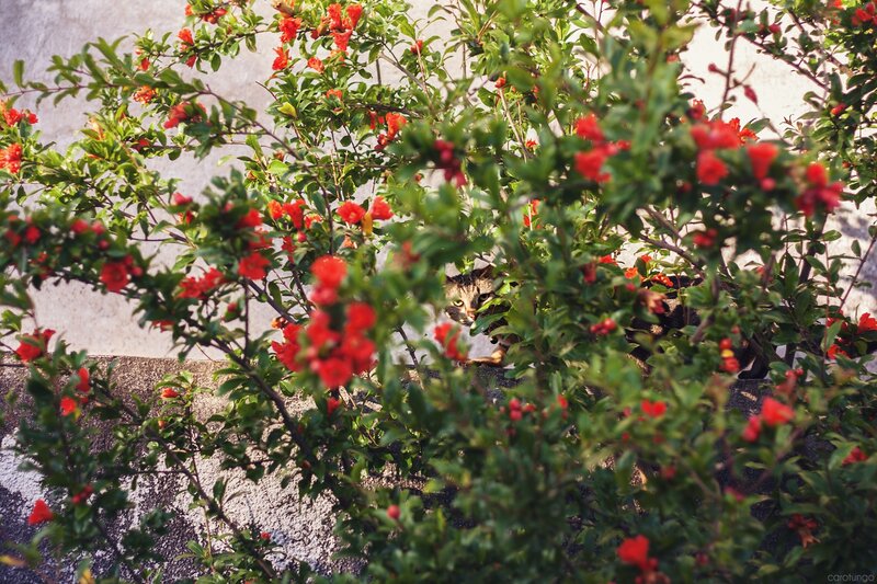 Cat Hiding in Bush