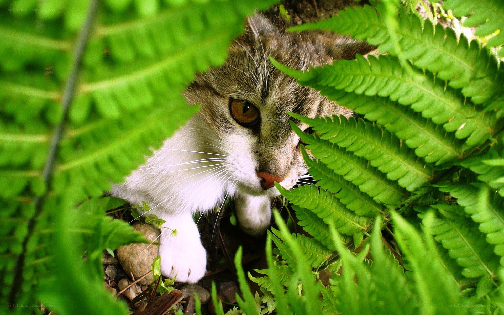 cat hiding in ferns