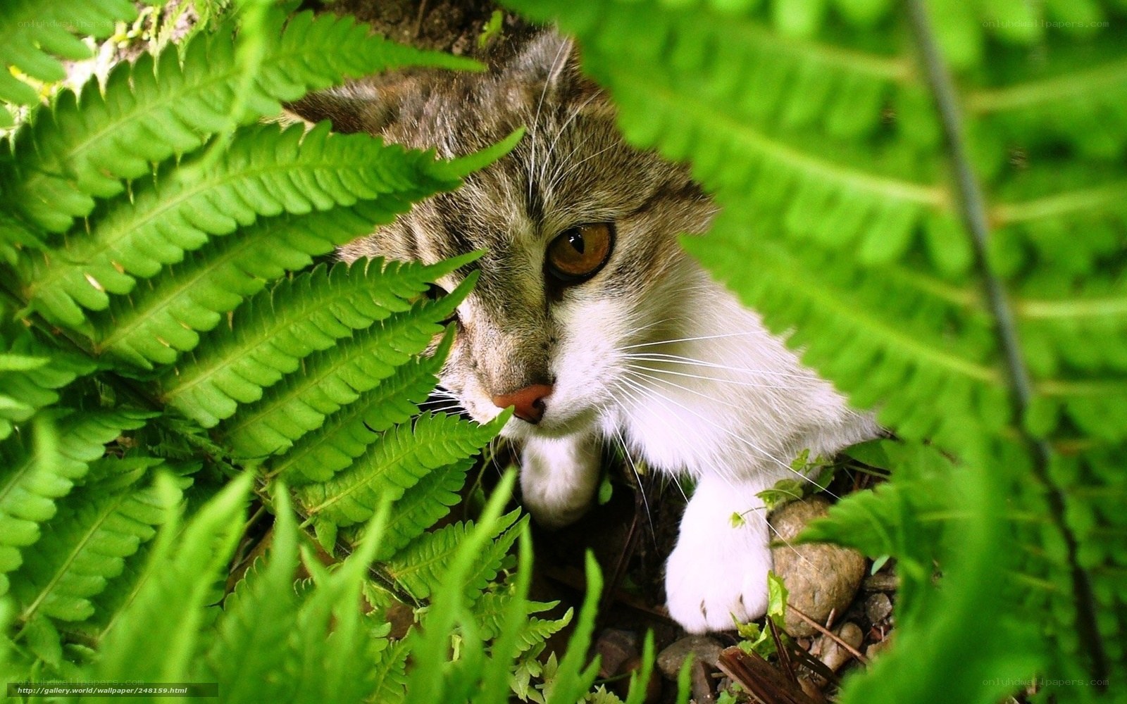 cat hiding in ferns