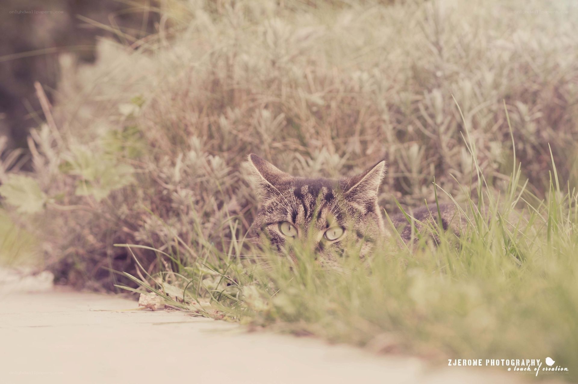 cat hiding in grass