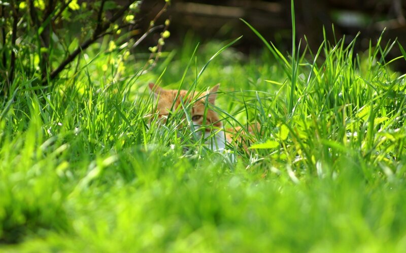 cat hiding in grass