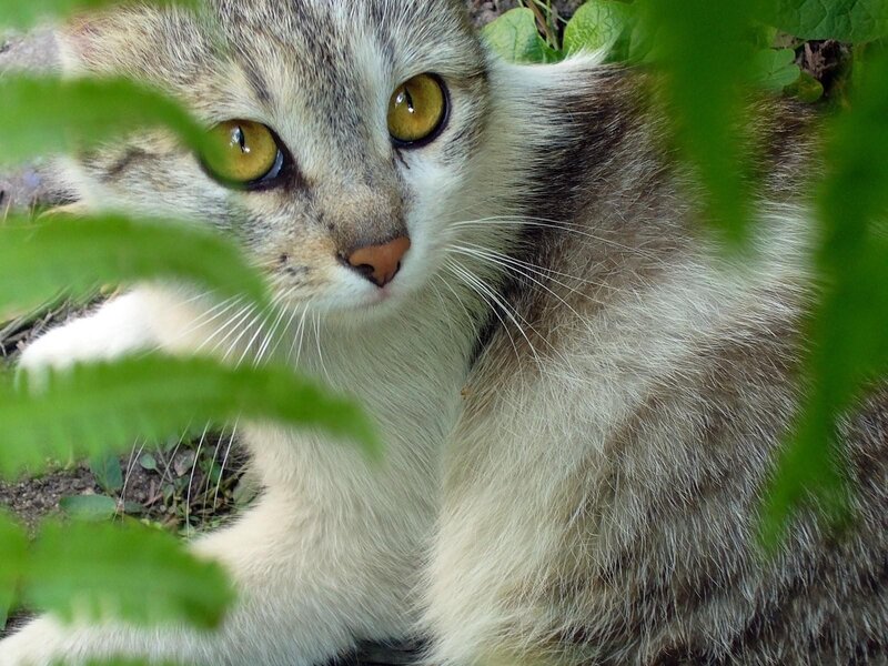cat hiding in green leaves