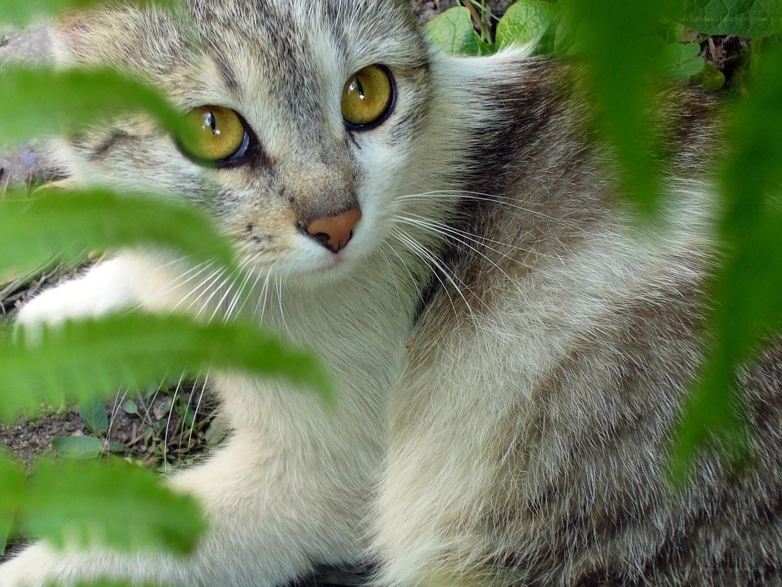 cat hiding in green leaves