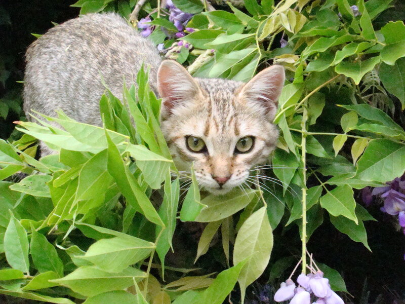cat hiding in green leaves