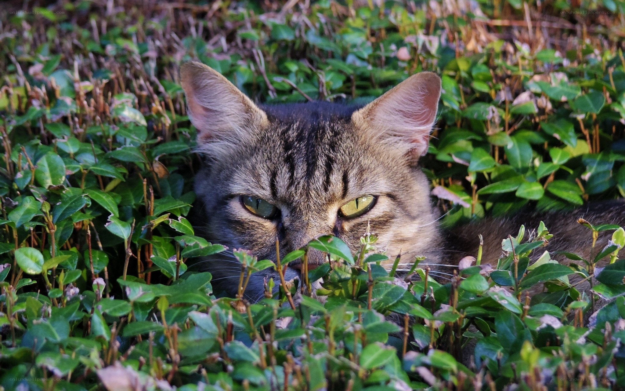 cat hiding in green plants