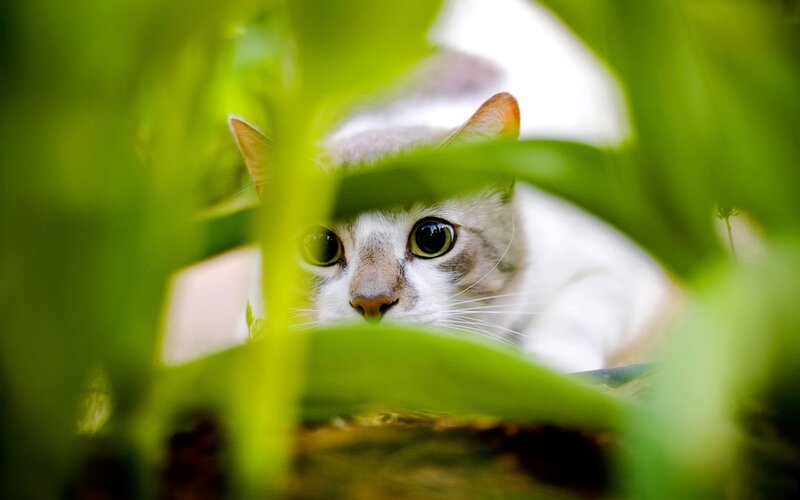 Cat Hiding in Leaves — Green, Curious, Afternoon
