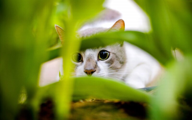 Cat Hiding in Leaves — Green
