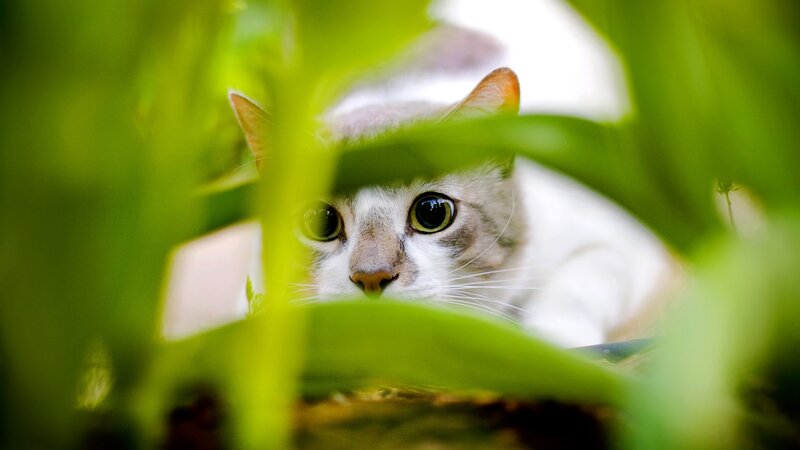 Cat Hiding in Leaves