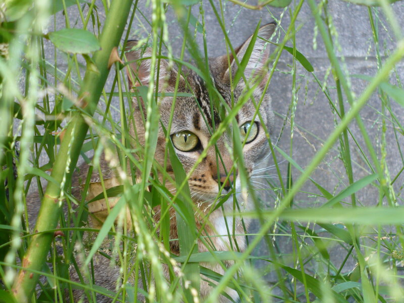 cat hiding in tall grass