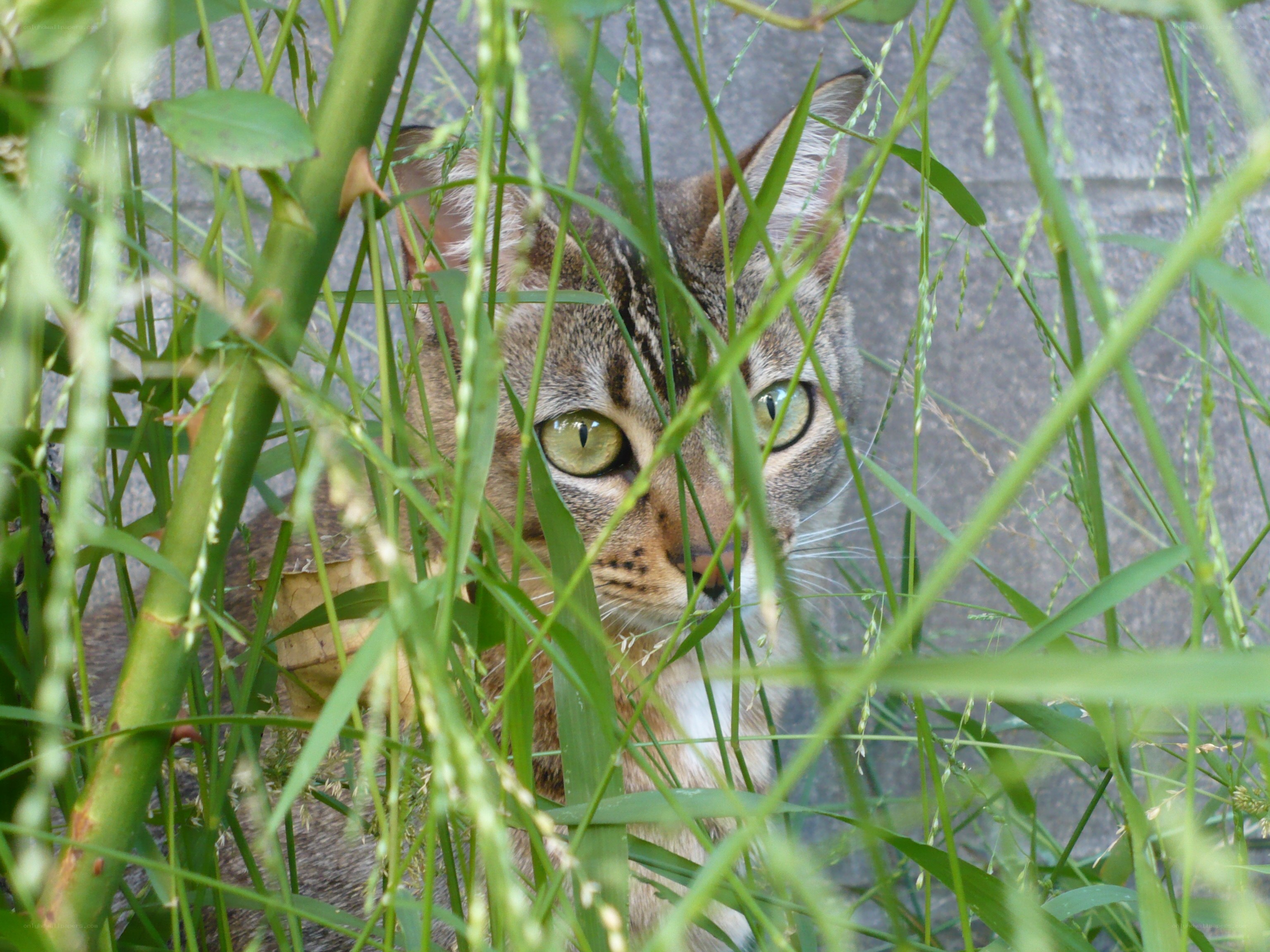 cat hiding in tall grass