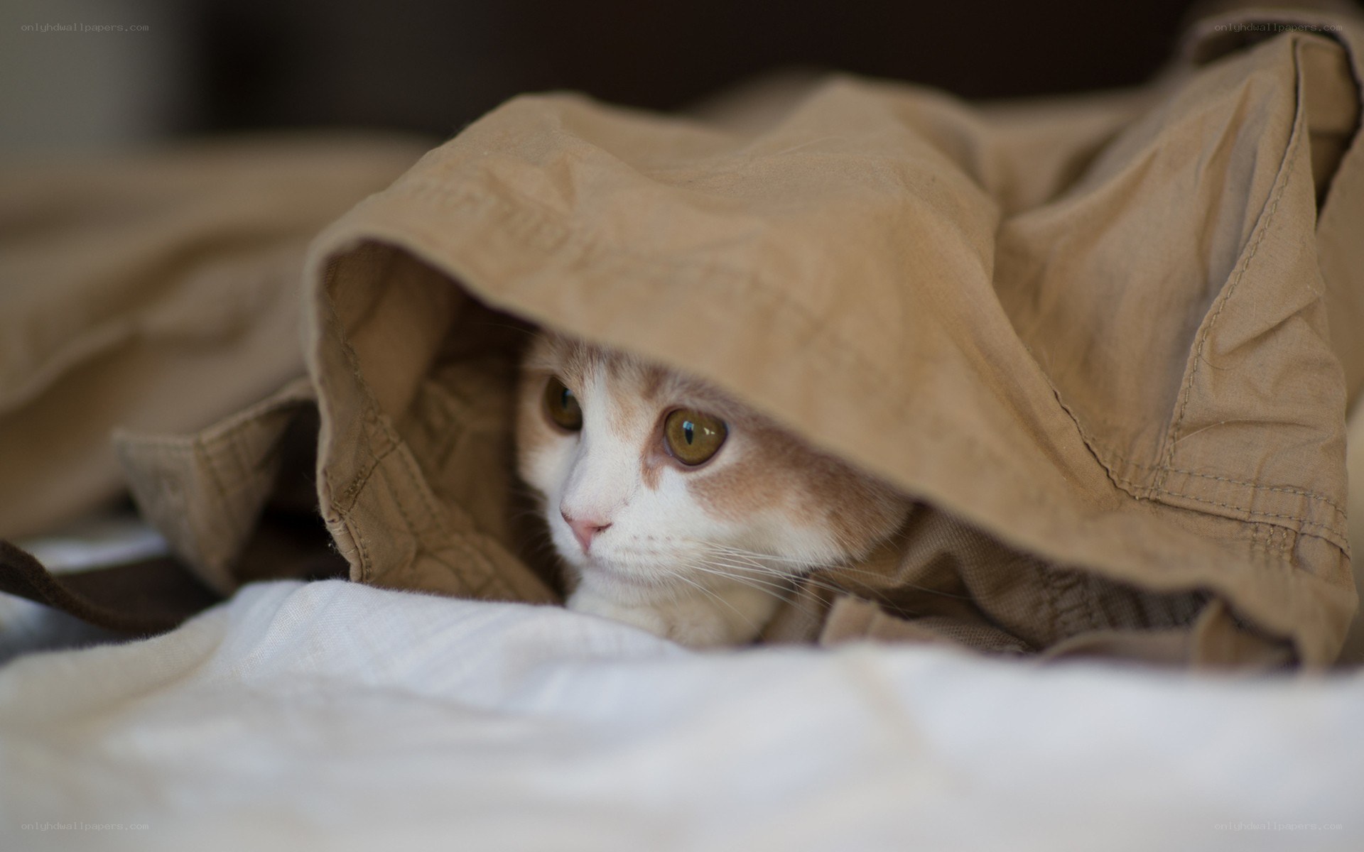 cat hiding under a blanket