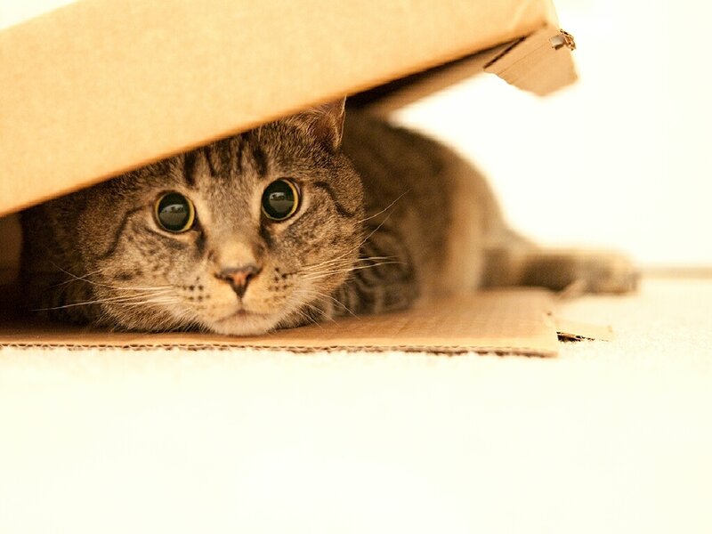 cat hiding under a box