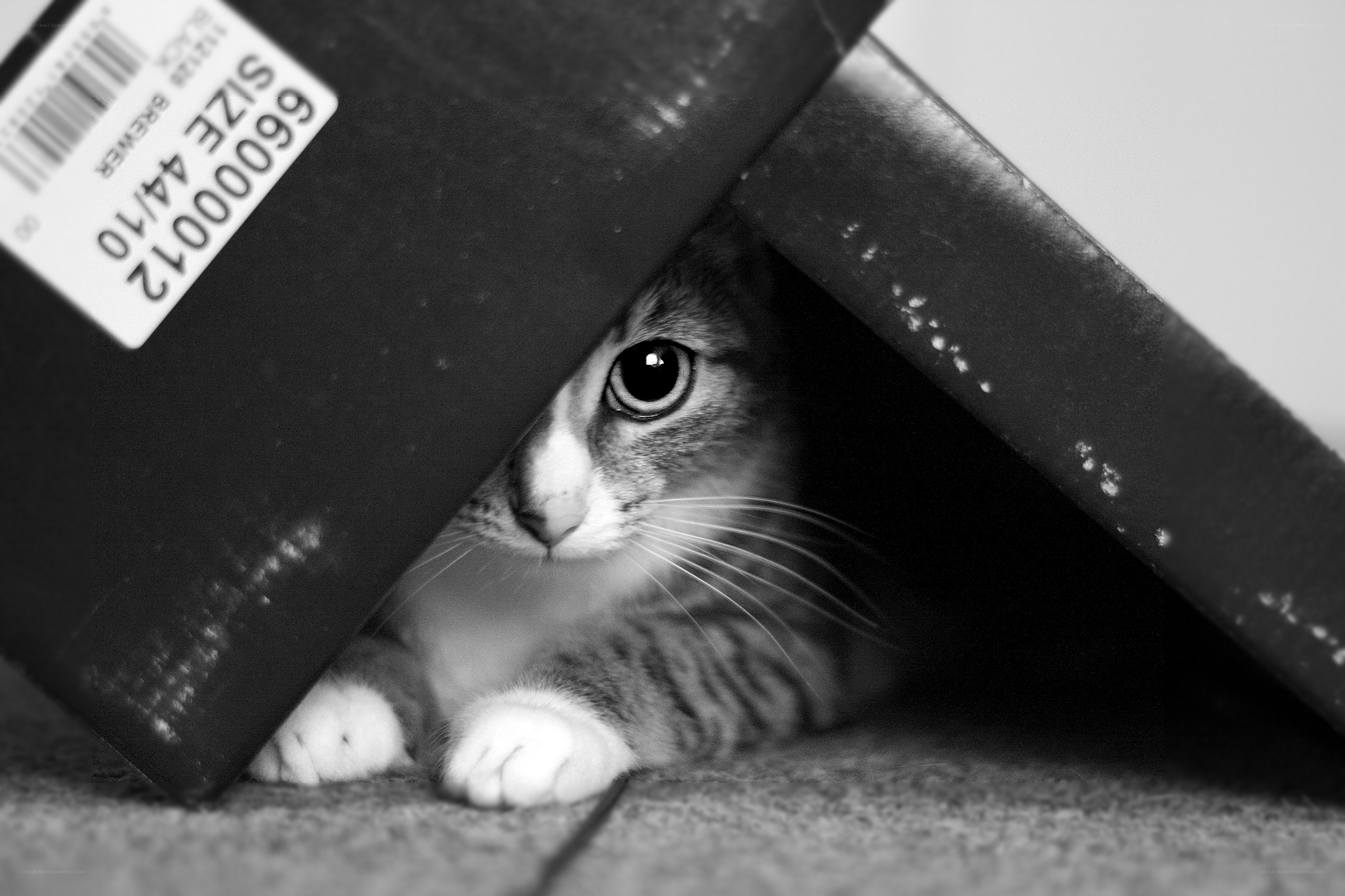 cat hiding under a box