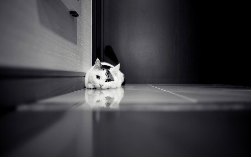 cat hiding under a door