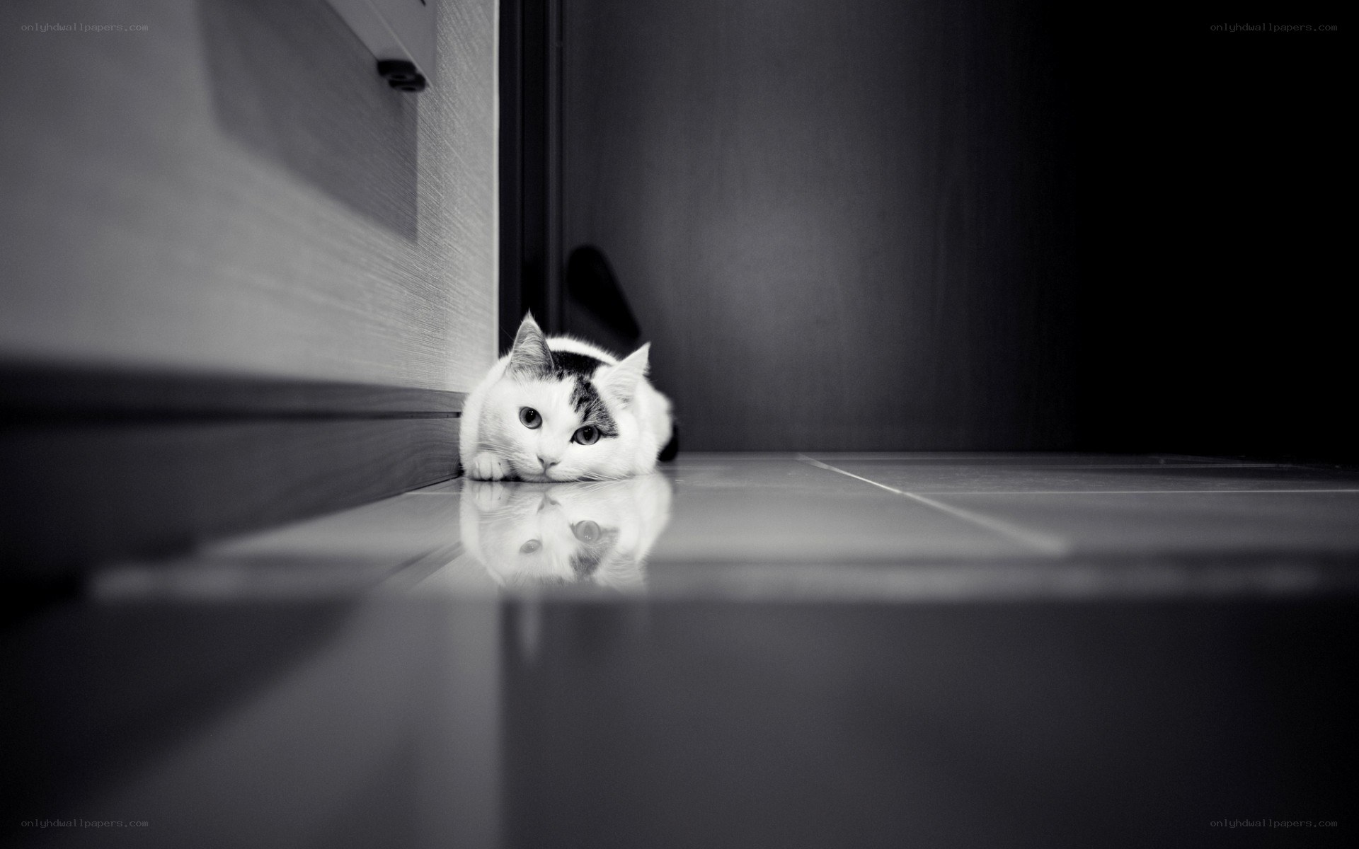 cat hiding under a door