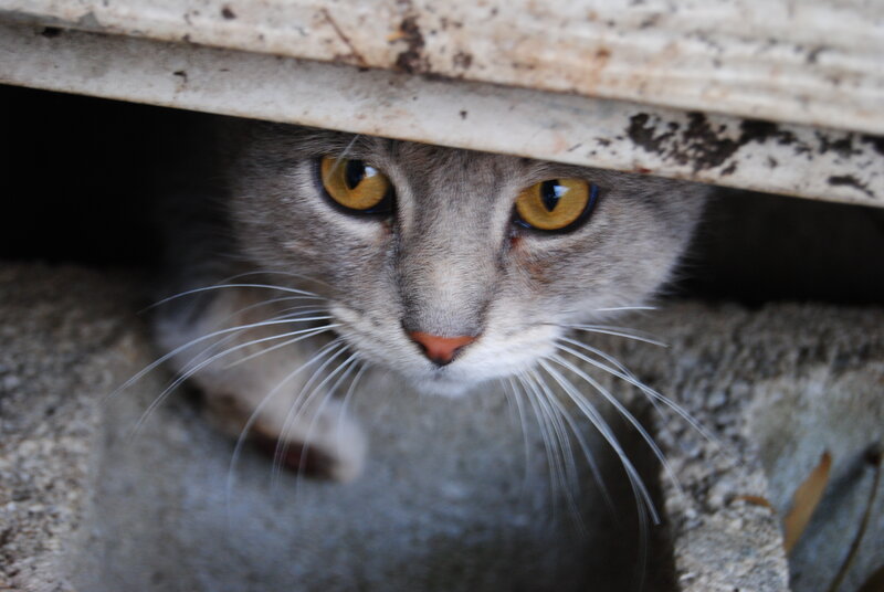 cat hiding under a structure