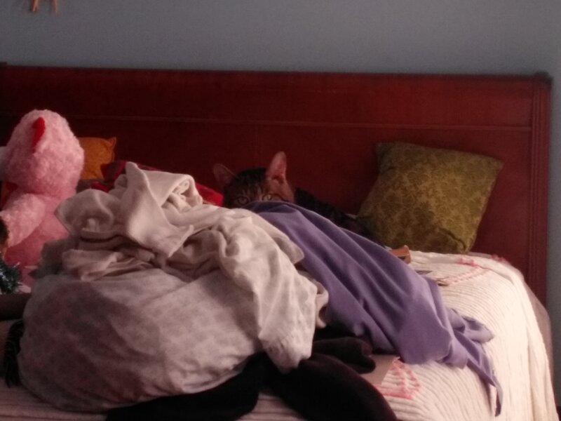 Cat Hiding under Blankets