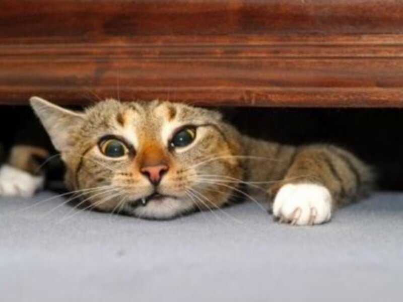 cat hiding under furniture
