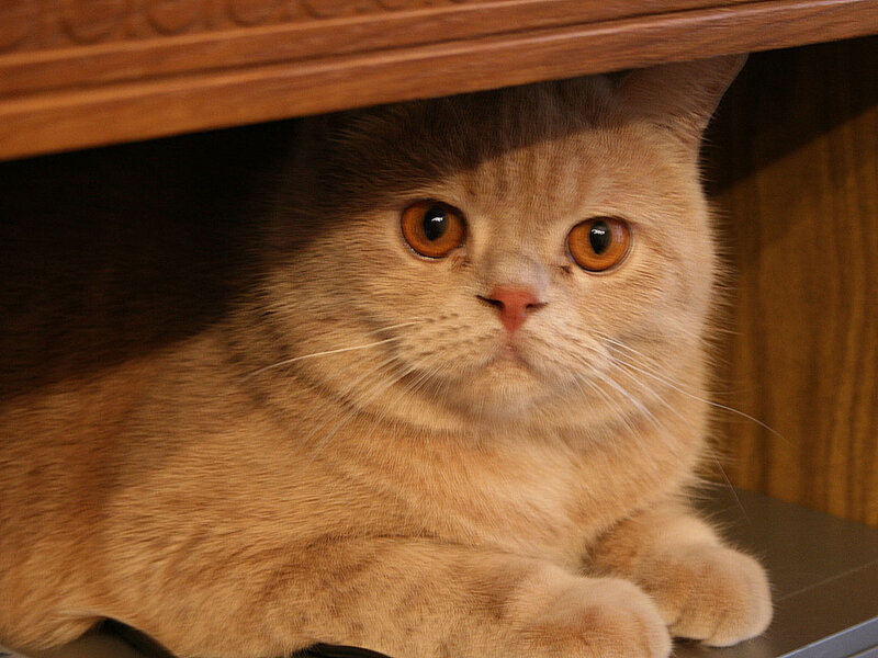 cat hiding under furniture