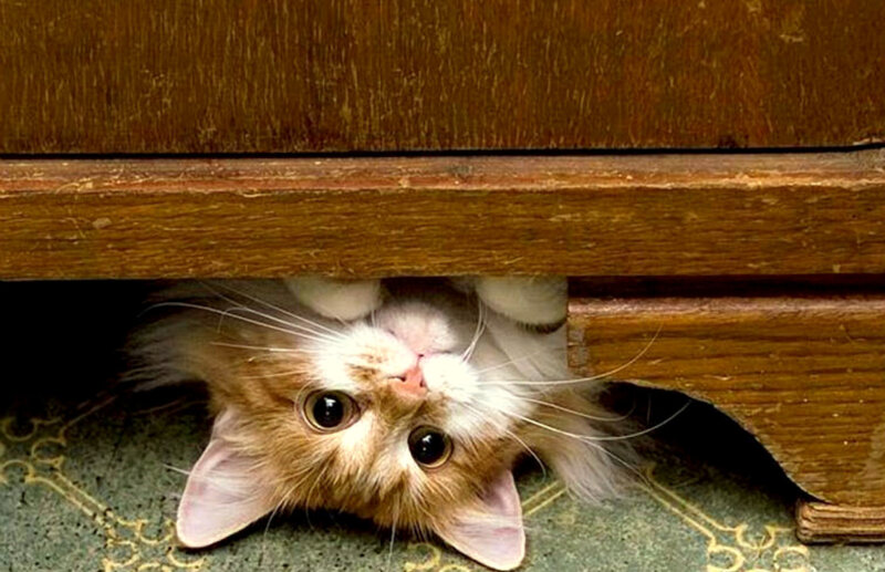 cat hiding under furniture