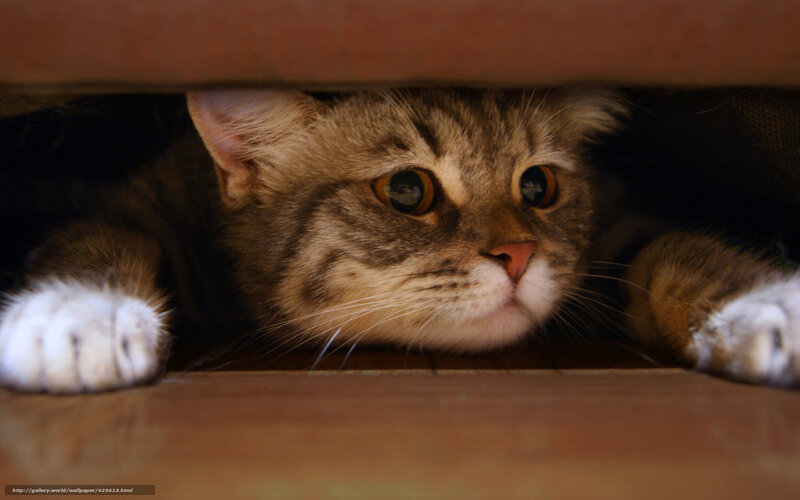 cat hiding under furniture