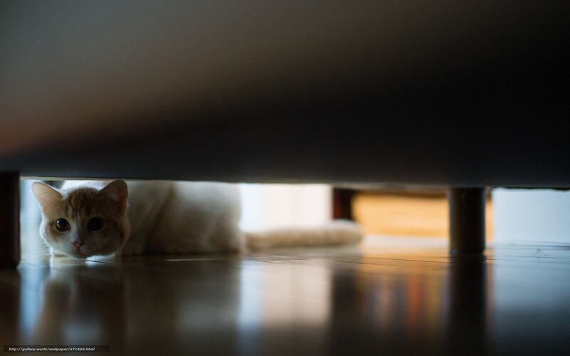 cat hiding under furniture