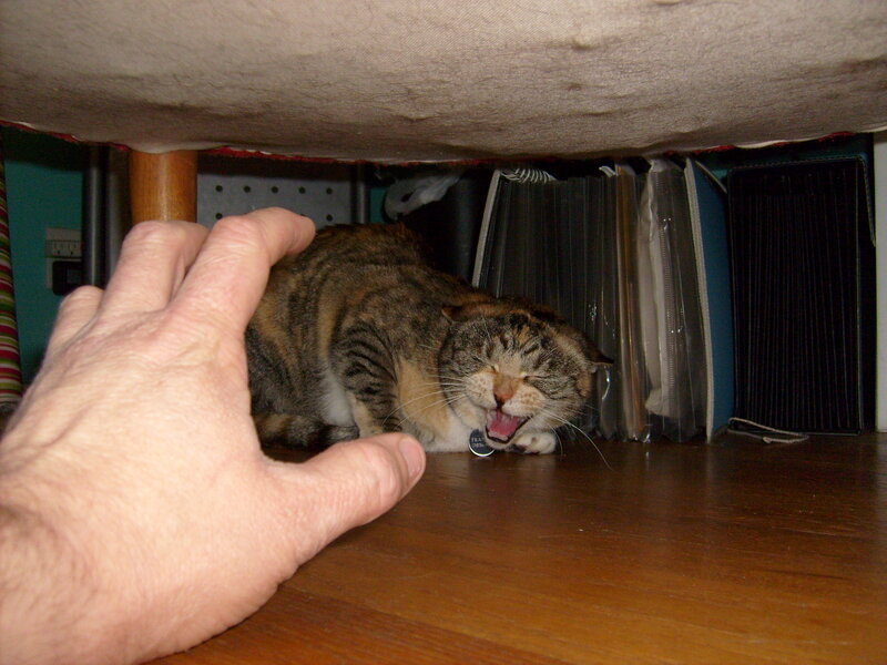 cat hiding under furniture