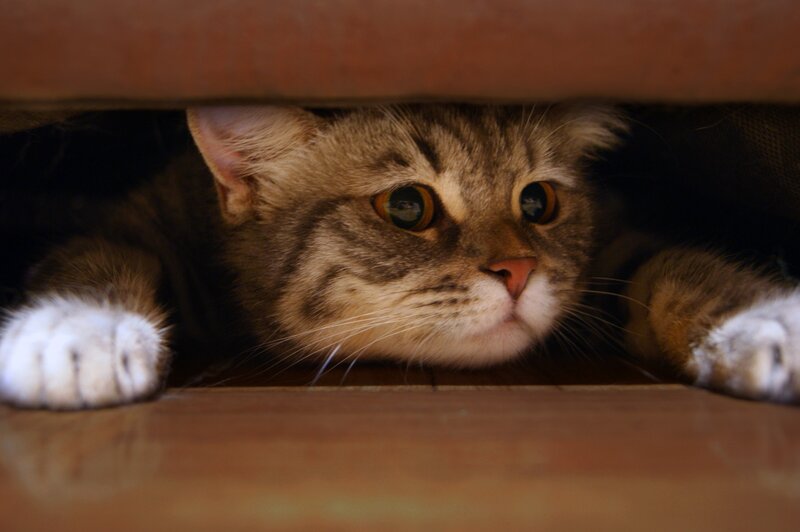cat hiding under furniture