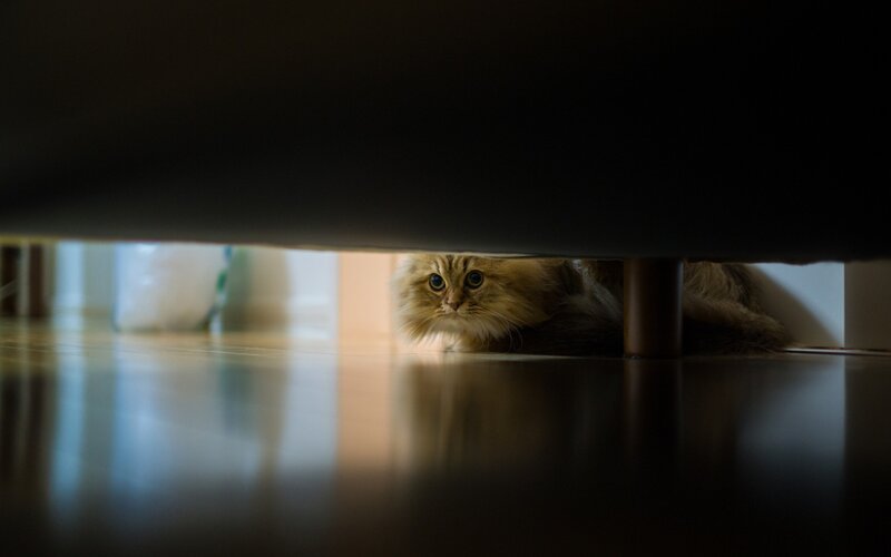 cat hiding under furniture