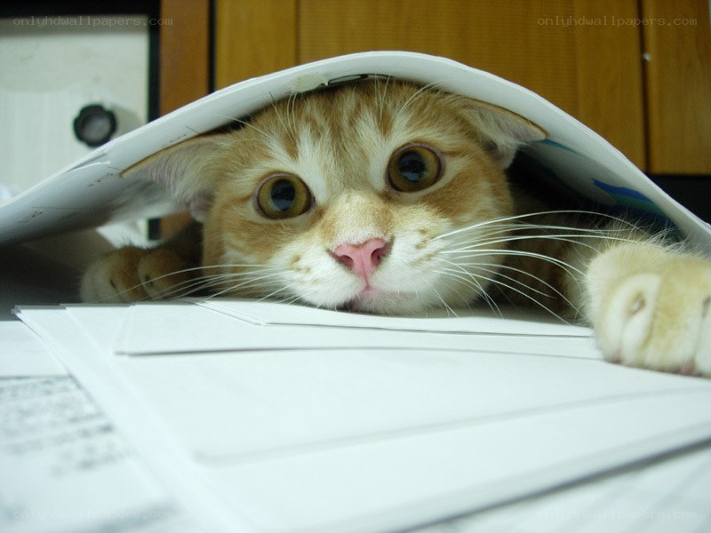 cat hiding under papers