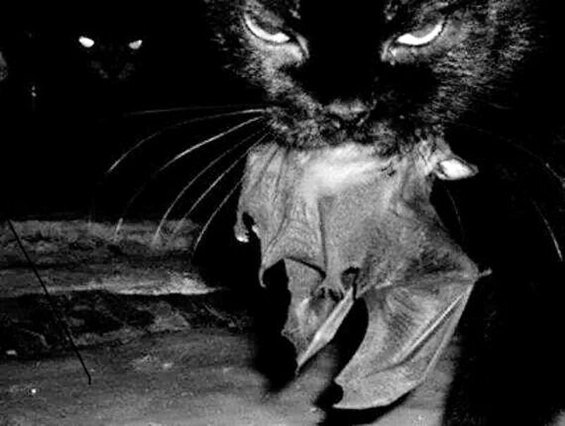 Cat Holding Bat