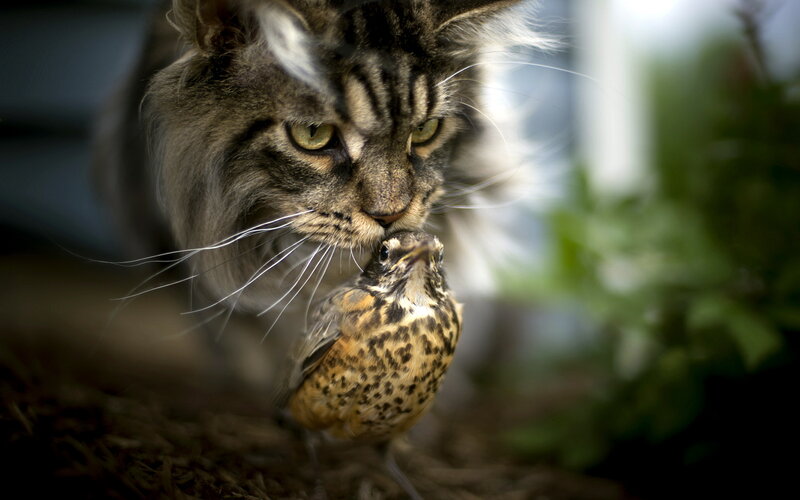 Cat Holding Bird — Brown