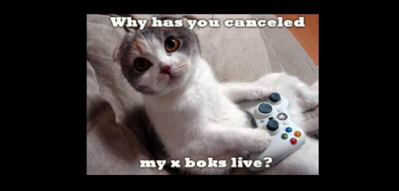 Cat Holding Game Controller
