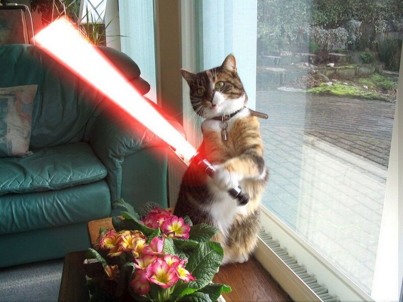 Cat Holding Lightsaber