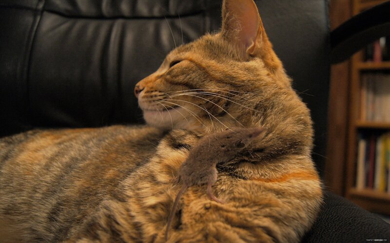 Cat Holding Mouse — Brown
