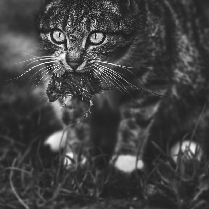 Cat Holding Mouse