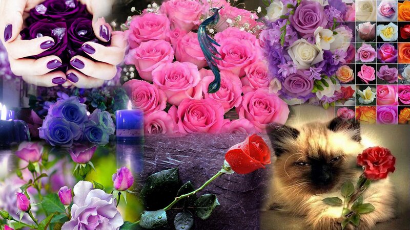 Cat Holding Red Rose