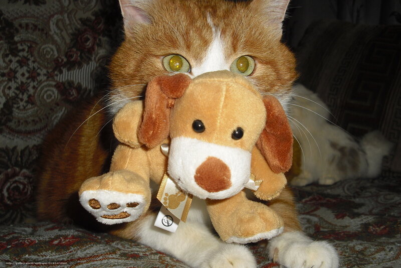 cat holding stuffed dog