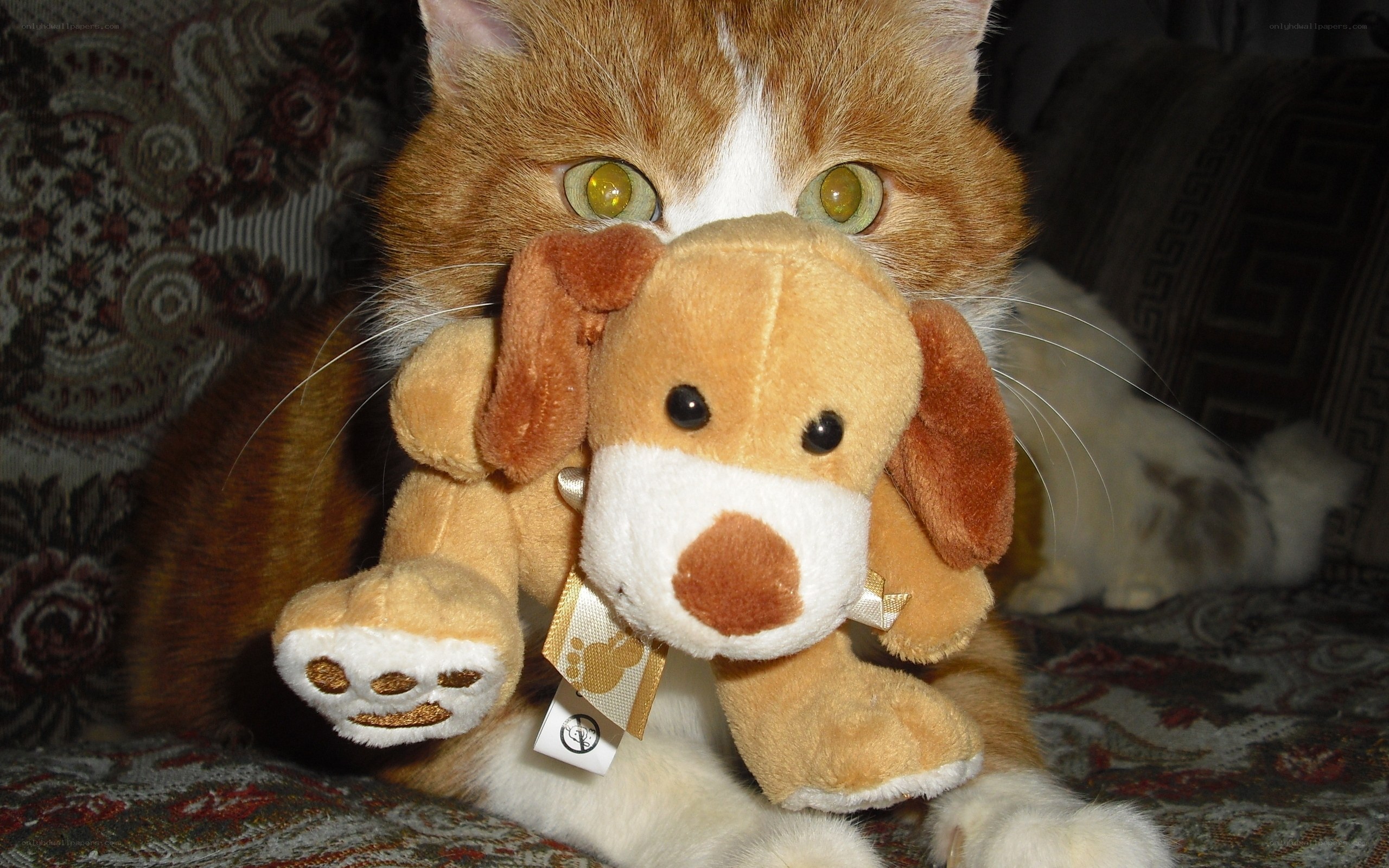 cat holding stuffed dog toy