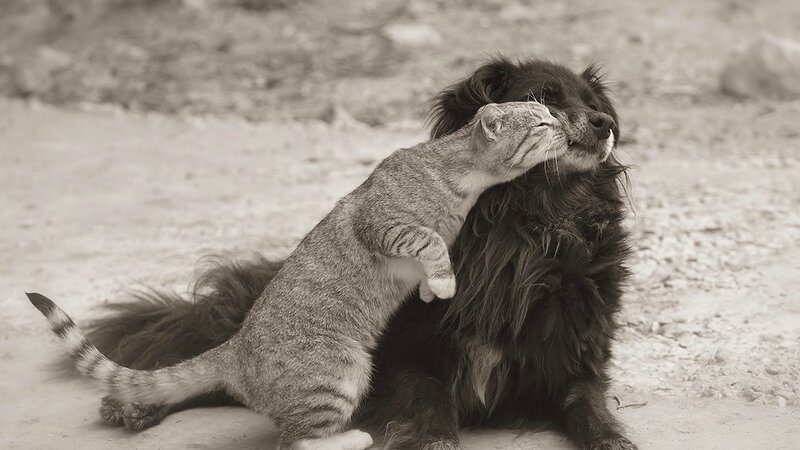 cat hugging a dog