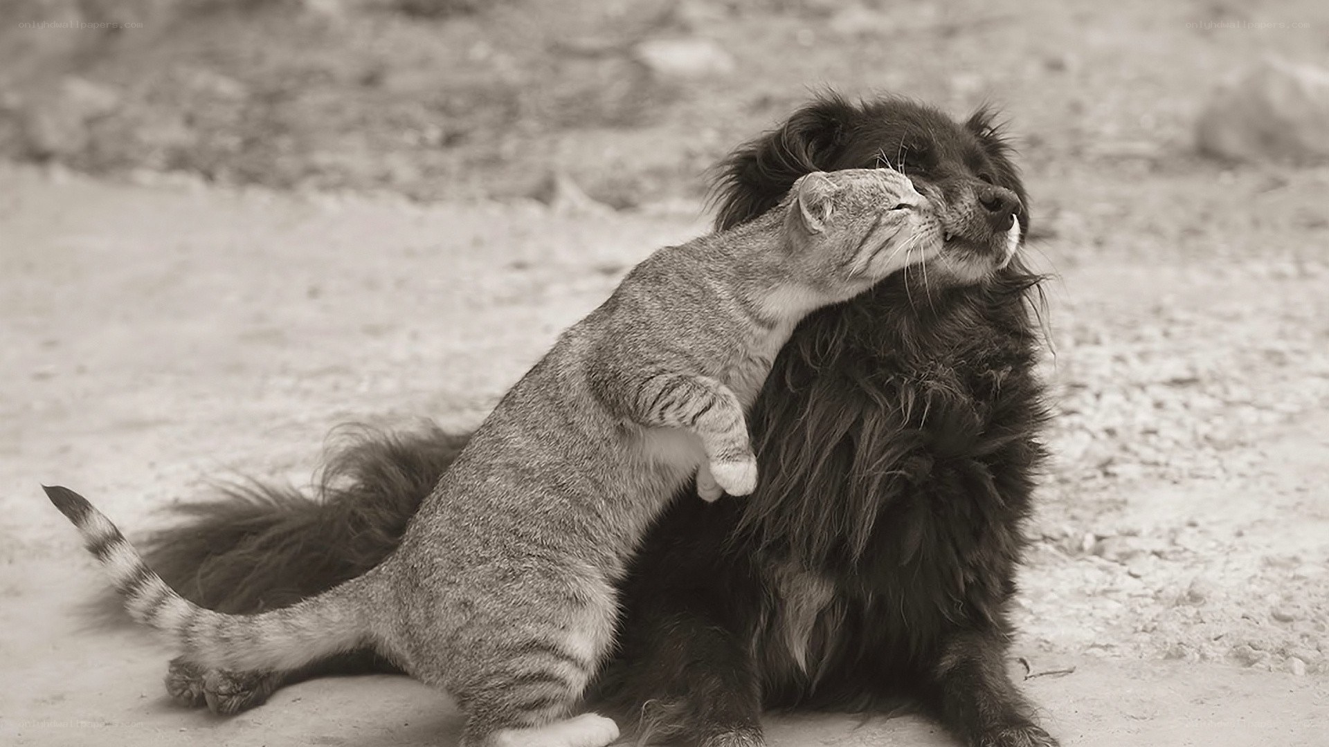 cat hugging a dog