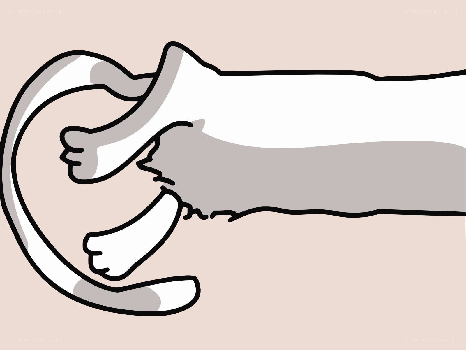 cat hugging a hand