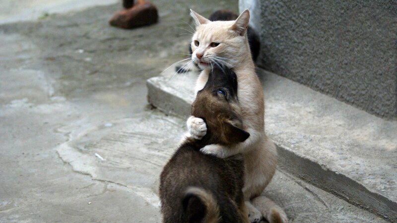 Cat hugging a puppy