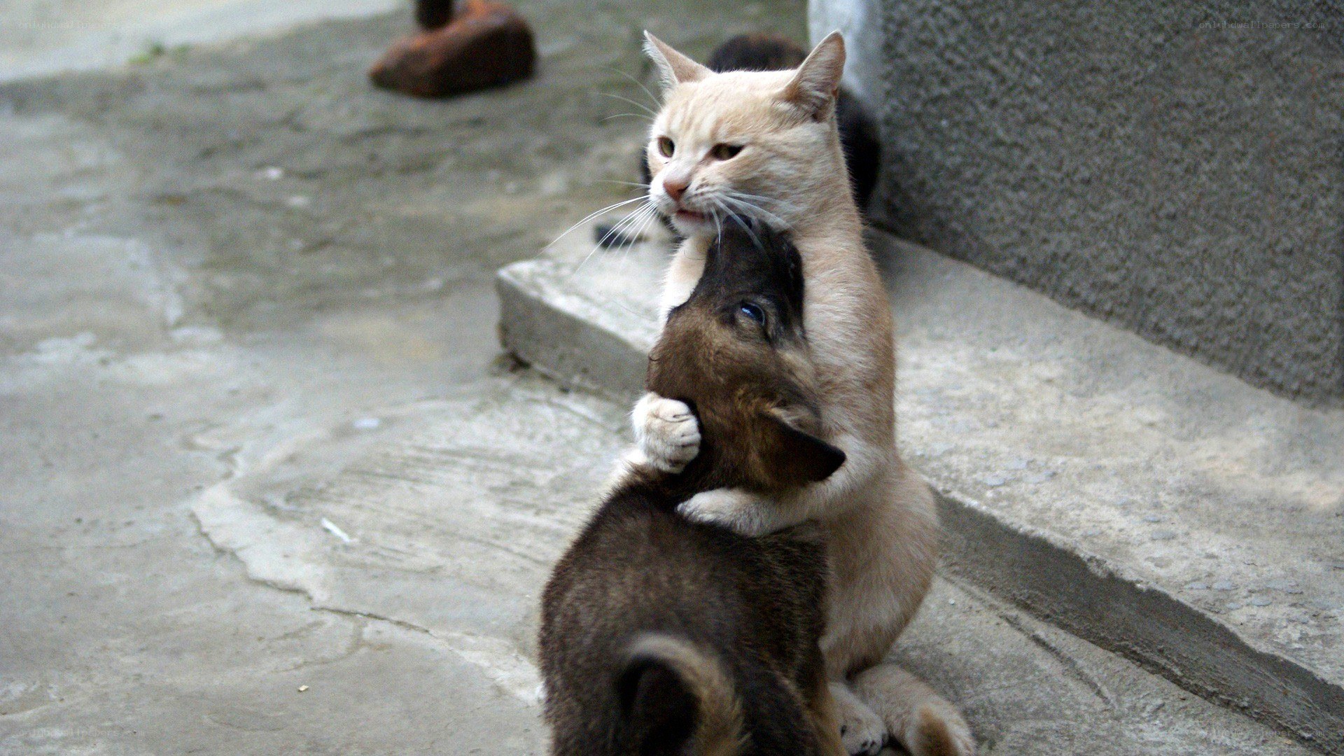 Cat hugging a puppy